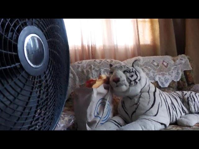 Pancho Production Live Stream