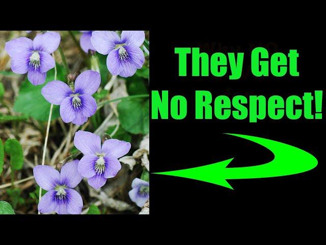 6 Reasons Why You Should LOVE Native Violets!