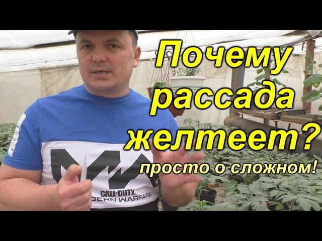 Без этого рассада будет жёлтой! Как понять, почему листья на рассаде пожелтели (простой способ)