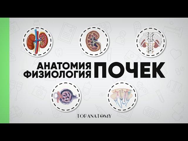 Kidneys anatomy and physiology