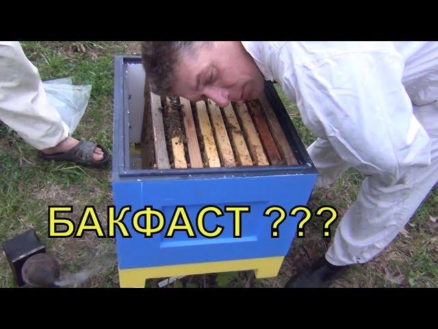 ЧТО ЗА ПЧЕЛЫ БАКФАСТ ???