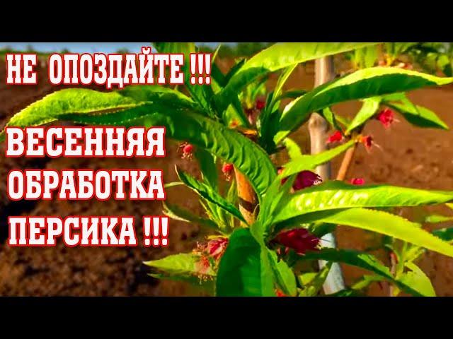 НЕ ОПОЗДАЙТЕ / Весенняя обработка персика / Опытный участок / peach spring treatment