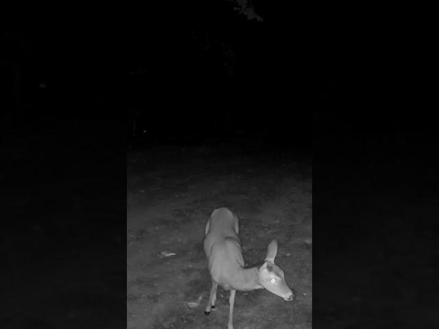 "Caught on Camera: Unexpected Visitor By My Lawn Care Trailer!" #Douglaslawncare #deer #whitetail