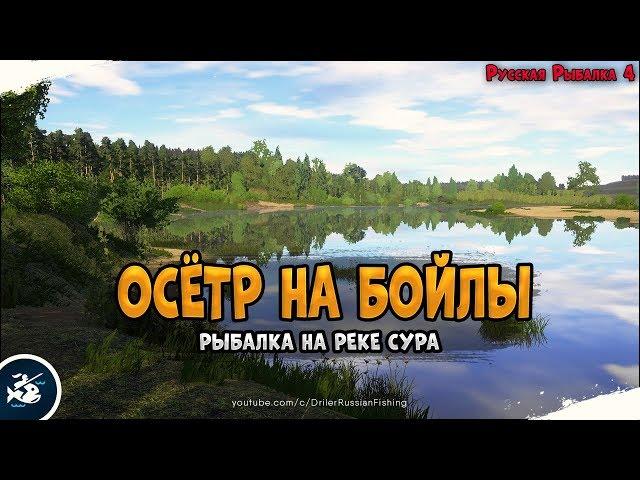 What if the sturgeon? Yes, for boilies and without PVA, in Sura, farm? • Driler - Russian Fishing 4