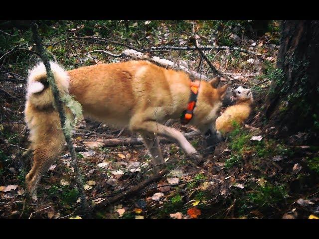 Фильм про охоту в тайге, Соболь 2, сезон Напарники, 3 серия