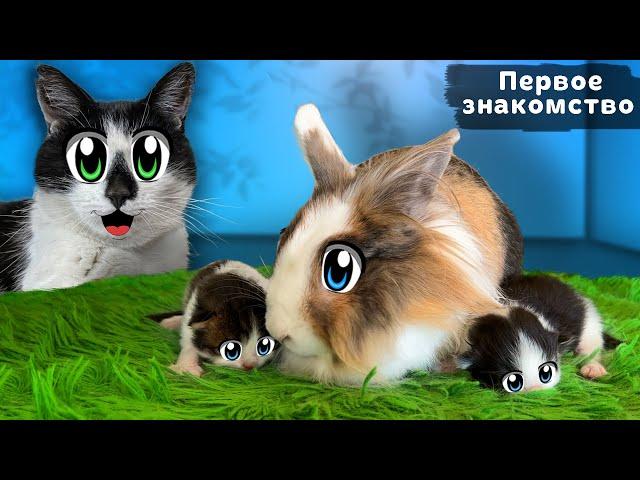 ПЕРВОЕ ЗНАКОМСТВО КОТЯТ и ПИТОМЦЕВ А НУ-КА ДАВАЙ-КА! КОТ МАЛЫШ vs КОШКА ИСА! РЕАКЦИЯ КРОЛИКА БАФФИ