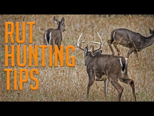 DOMINATE the Rut With These Rut Hunting Tips!