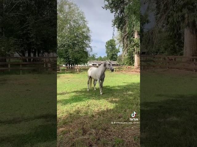 Smart horse follows backwards 