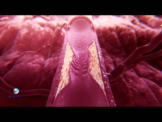 BMM animation ICARUS project