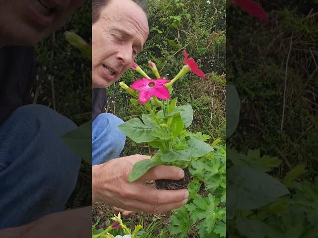 Nicotiana (tobacco plants) #gardening #summerflowers #ideas #shadelovingplants #garden