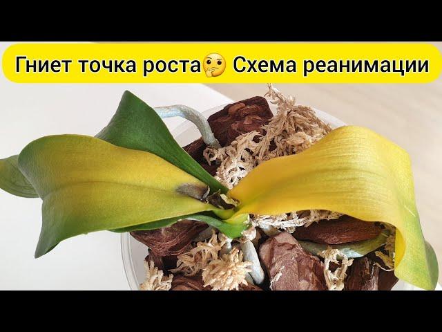 Орхидея ГНИЕТ // РЕАНИМАЦИЯ орхидеи с гнилой ТОЧКОЙ РОСТА