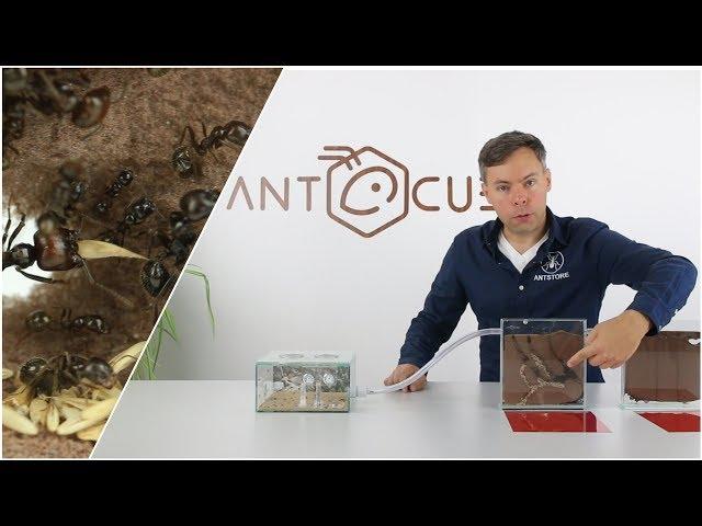 ANTCUBE starter set for harvester ants - with ants - Messor barbarus in an ant enclosure 