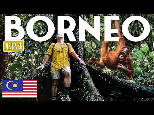 THIS IS WHY I Came To BORNEO  Malaysia (Bucket List Experience)