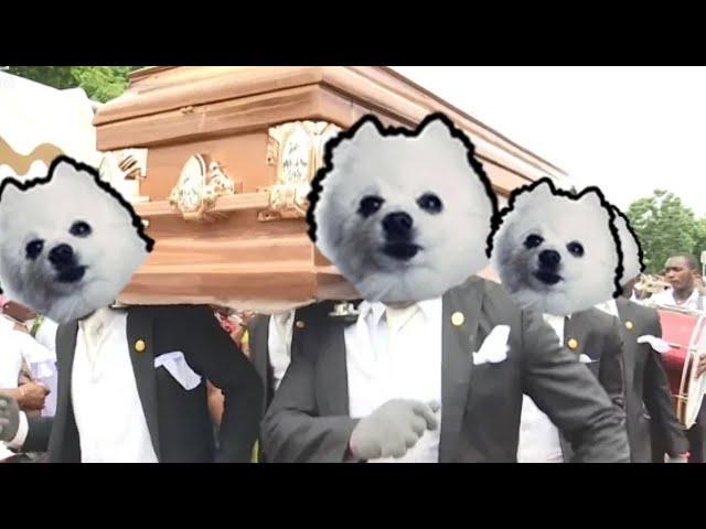 гробовщики танцуют пока собака лает (coffin dance meme)