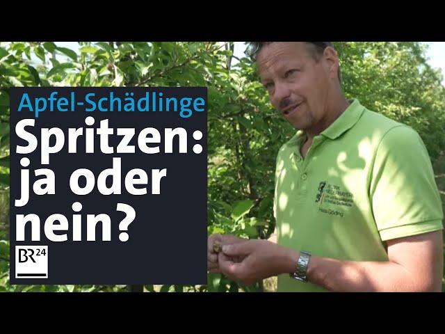 Schädlinge an Apfelbäumen: Insektizide spritzen und weitere Bekämpfungsmethoden | Abendschau | BR24