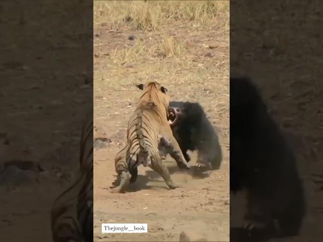 Tiger Vs Bear