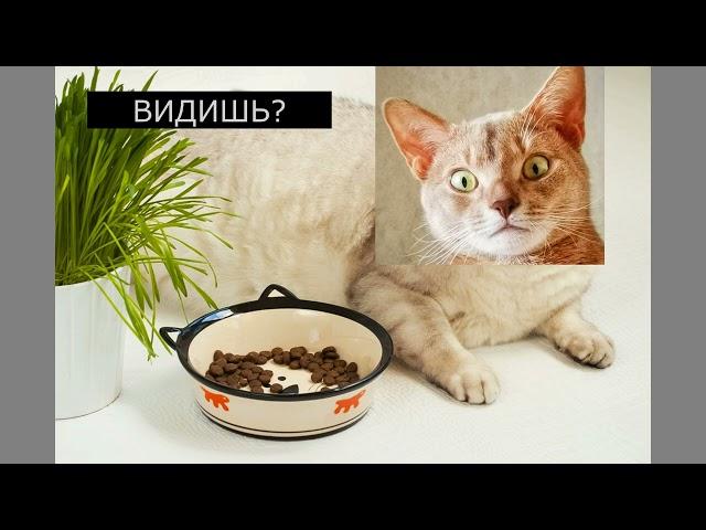 Забавная переписка кота и его хозяина. Смешной кот Кот Дзен