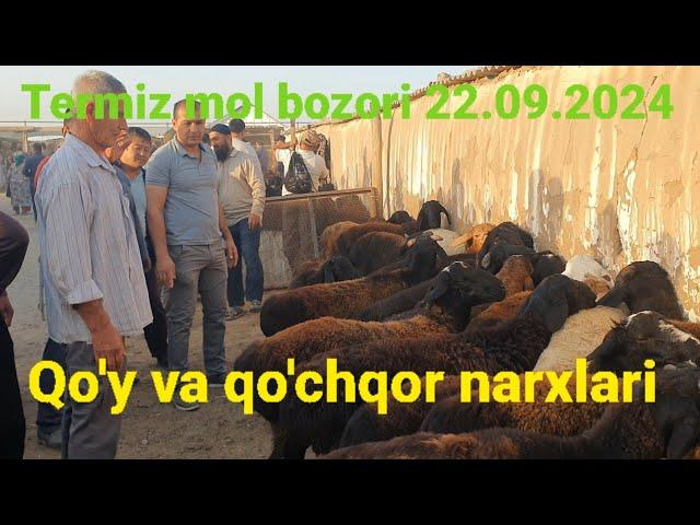 Surxondaryo Termiz Shahar Markaz mol bozori qo'y va qo'chqor narxlari.22.09.2024