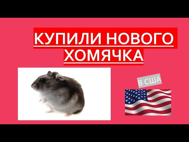 Купили Хомячка Роборовского в США