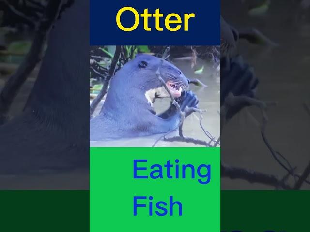 Otter Eating Fish