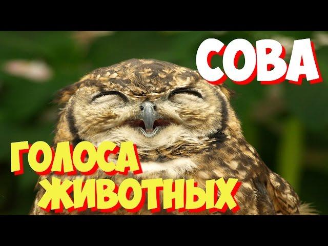 Голоса птиц и звуки животных. Звуки природы слушать онлайн СОВА