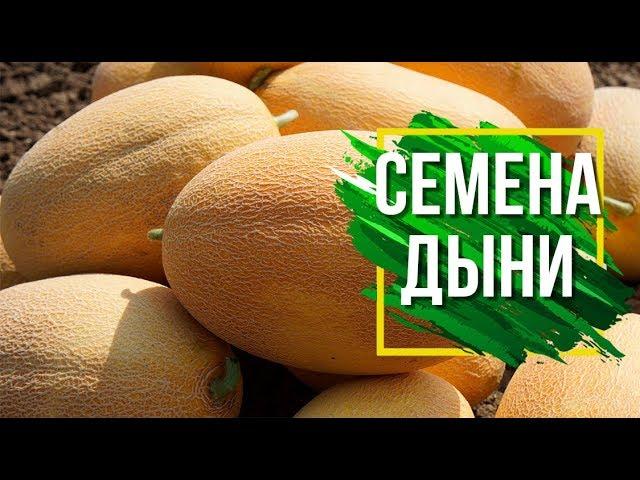 Лучшие Сорта Дыни Для Средней Полосы ️  Какие семена Дыни выбрать 