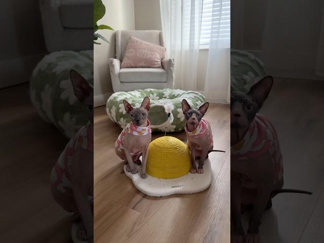 Kiri was eggstremely upset this wasn’t a real egg  #sphynx  #sphynxcat #hairlesscat #asmr