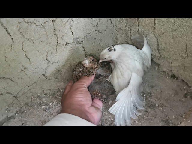 Quail Bird Breeding | Batair Pair