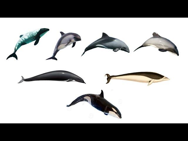 Oceanic Dolphin Species Part 2 | Family Delphinidae Part 2