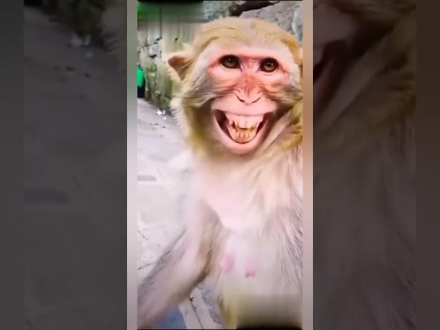 Kulguli maymunlar prikol video #prikol #videolar
