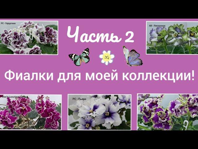 Фиалки! РС-Герцогиня, РС-Пьеро, АВ-Лягушонок, ЛЕ-Эсмеральда, Mac's Luxurious Leisure.
