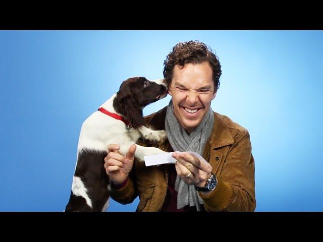 Benedict Cumberbatch Plays With Puppies While Answering Fan Questions