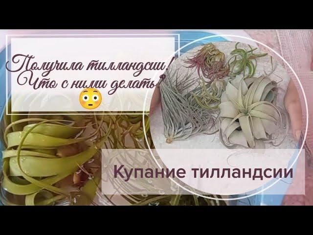 Получила тилландсии, и что с ними делать? Первое купание тилландсии.