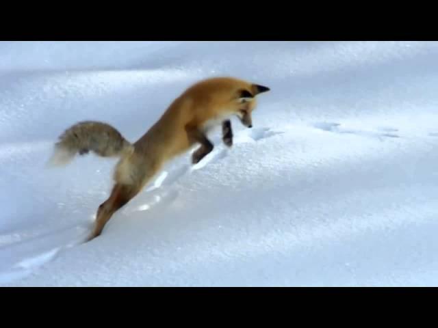 Fox is hunting in the snow - Лиса охотится в снегу