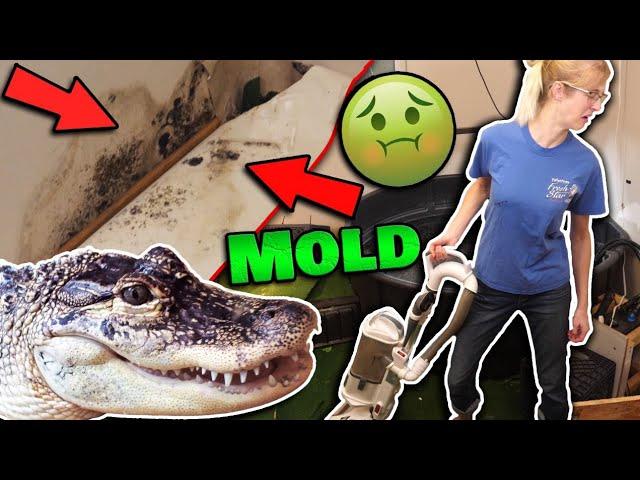 How our Alligator Destroyed our House