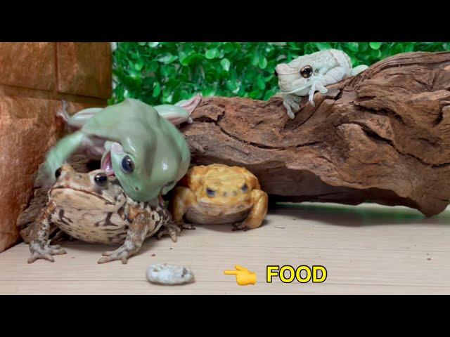 Frog eat toad by mistake for food！Australian green tree frog, Miyako toad, Amazon milk frog