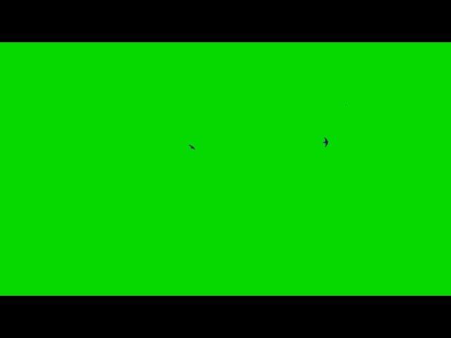 Футаж, птицы, летают стрижи. Footage  green screen birds