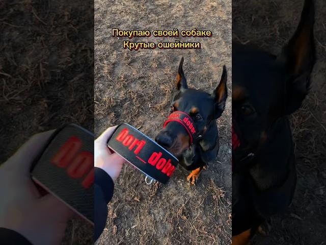 Кто так же?🫣 Ykka_collar  спасибо за красоту #доберман #доберманы #собаки #doberman #dog