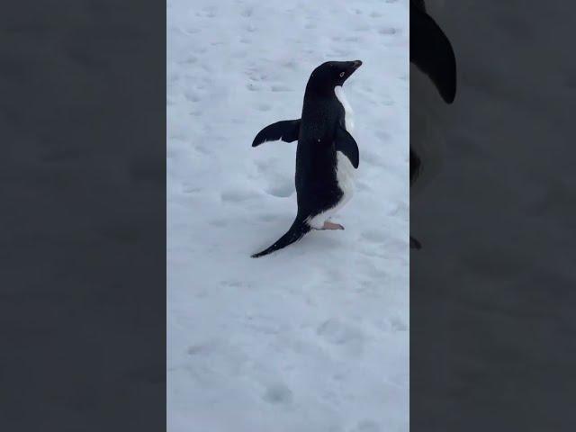 Penguin fight