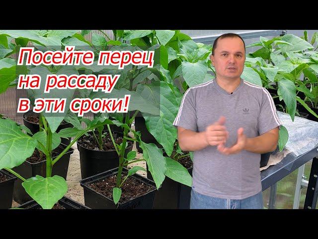 Когда сеять сладкий перец на рассаду- точные сроки!