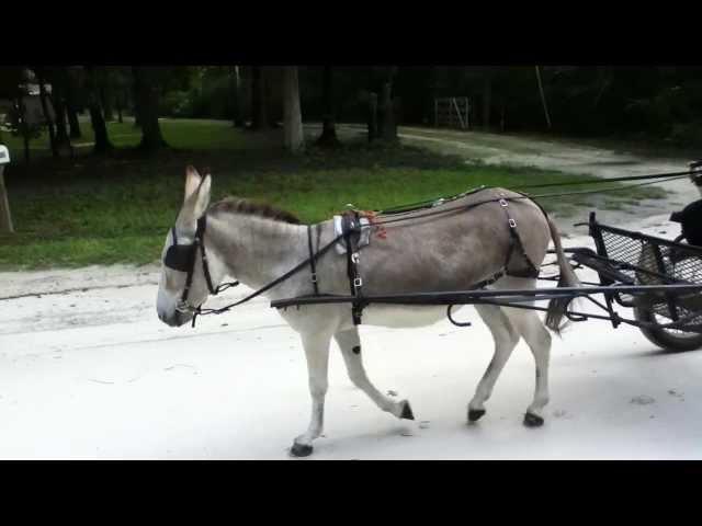 Donkey Driving