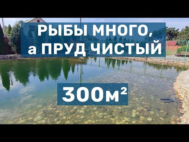 Много рыбы, но Прозрачная вода. Грамотная переделка пруда и системы фильтрации