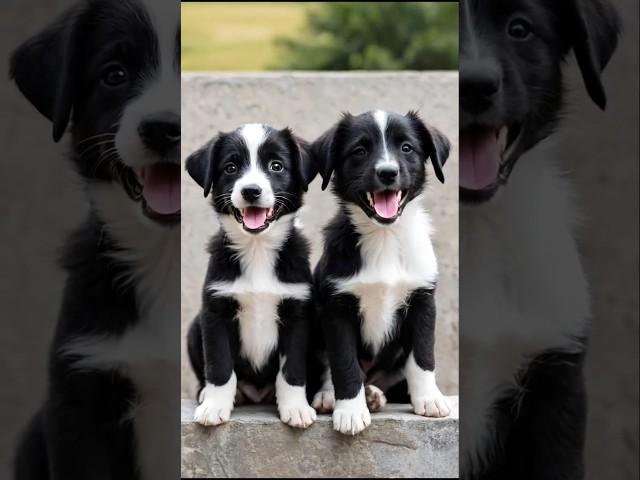 cute puppies barking adorable video #puppy #dog #barking #dogvideos #youtubeshorts #trending #shorts