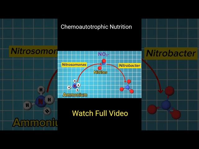 Chemoautotrophic Nutrition #biology #science #ncert #ytshorts