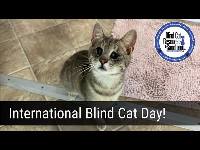 BCR News - International Blind Cat Day!