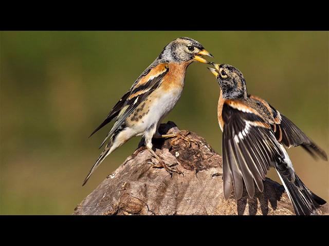 Birds' voices How the finch sings