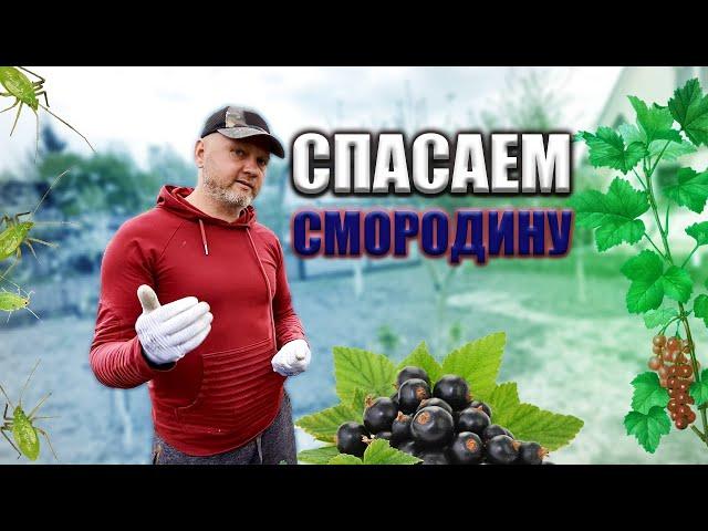 Спасаем кусты смородины от тли. Самые действенные способы!