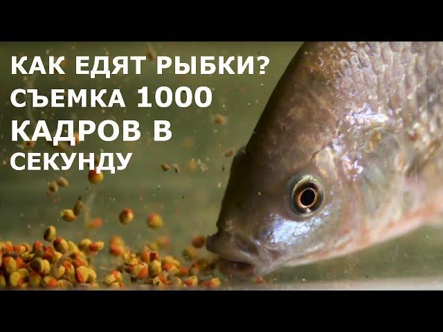 Как едят рыбки, замедленная съемка 1000 кадров секунду. Ты этого не знал!