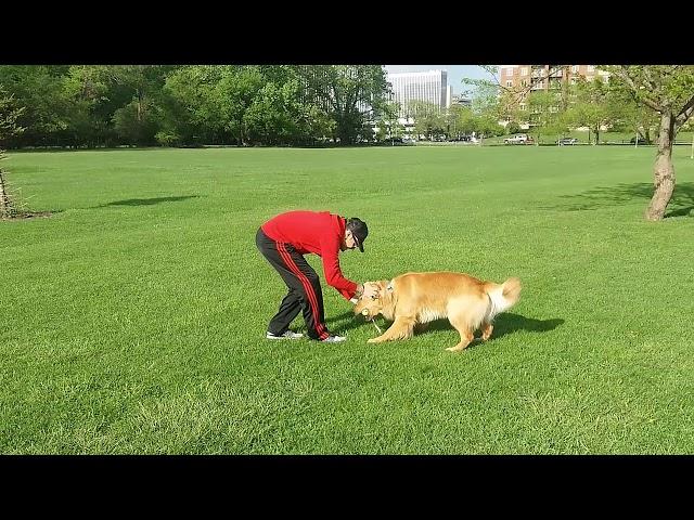 Dog Training By MasterPaw | Vinny From My Book! | Dog Training Course |™MasterPaw Official