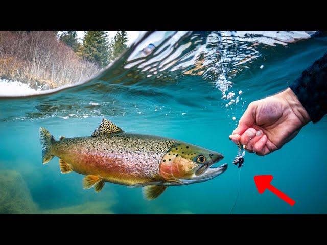 I hand fed a lure to a steelhead underwater